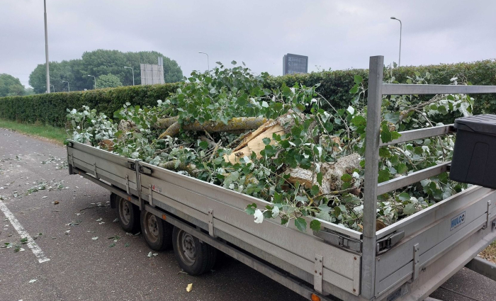 Boom op de weg