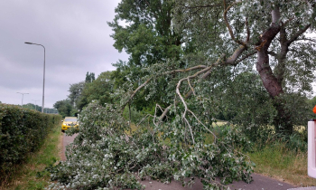 Boom op de weg